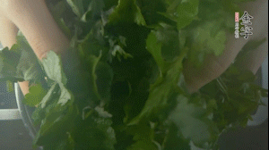 【面皮】1.鍋中水開時，放挑揀好的艾草和一撮小蘇打，第一遍煮開后倒掉，重新加水大火煮開后，小火煮1小時。煮爛的艾草用紗布瀝干。